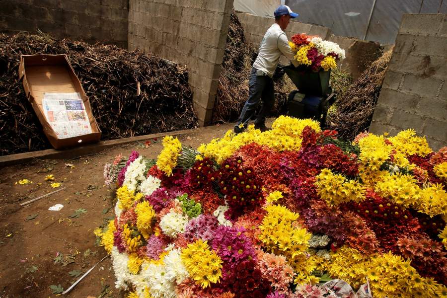 Уничтожение цветов на продажу