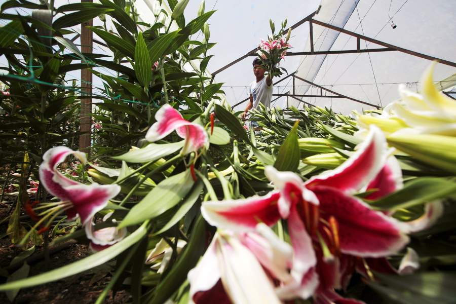 Уничтожение цветов на продажу