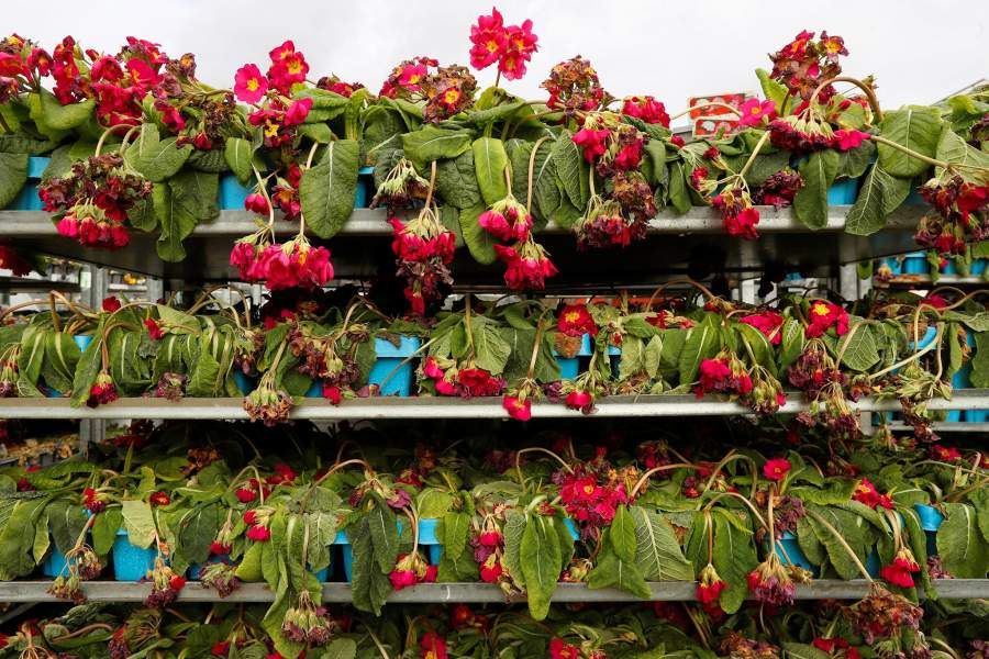 Уничтожение цветов на продажу