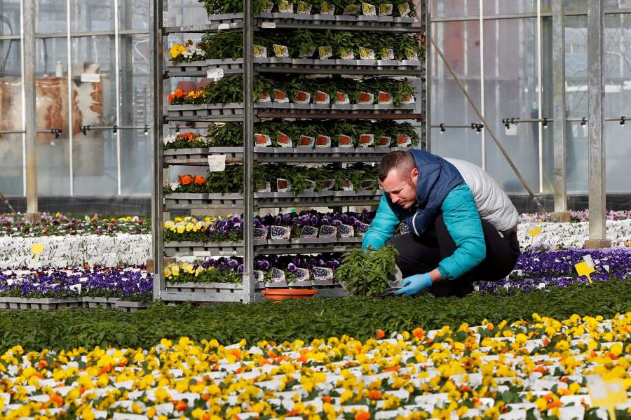 Уничтожение цветов на продажу