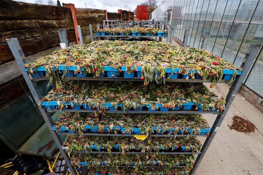 Уничтожение цветов на продажу