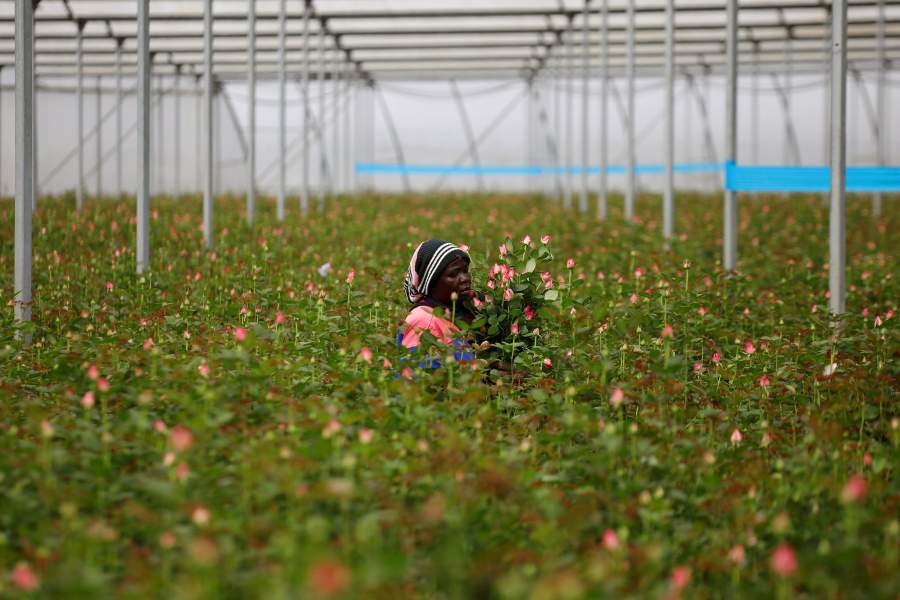 Уничтожение цветов на продажу