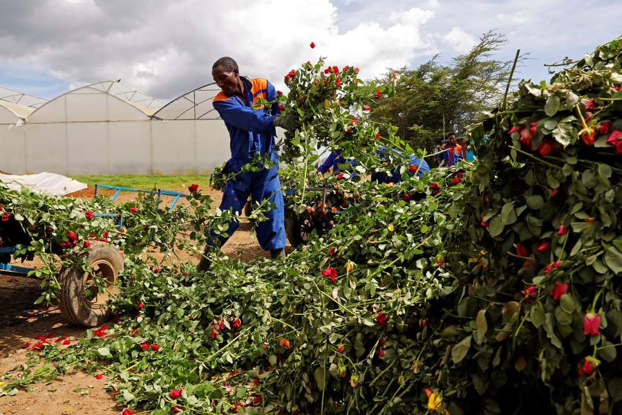 Уничтожение цветов на продажу