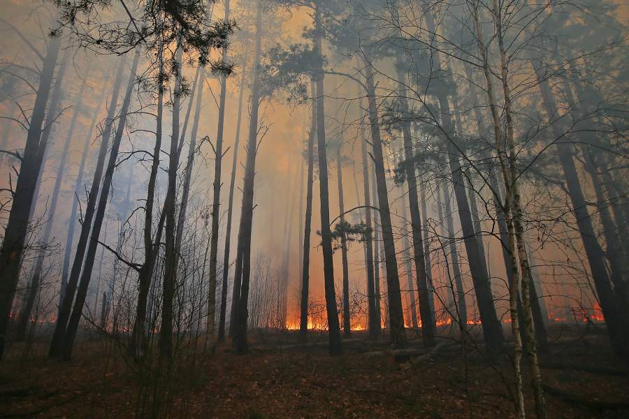 Пожар в зоне отчуждения Чернобыльской АЭС