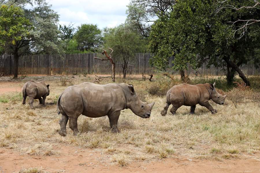 Заповедник для носорогов провинция Лимпопо (Южная Африка)