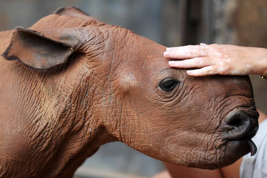 Заповедник для носорогов провинция Лимпопо (Южная Африка)