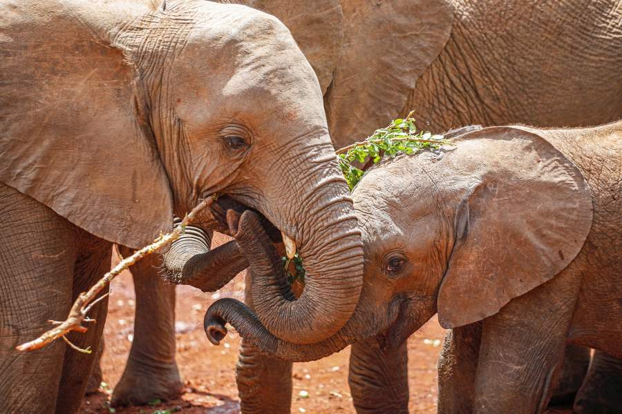 Приют для слонов Найроби (Кения)
