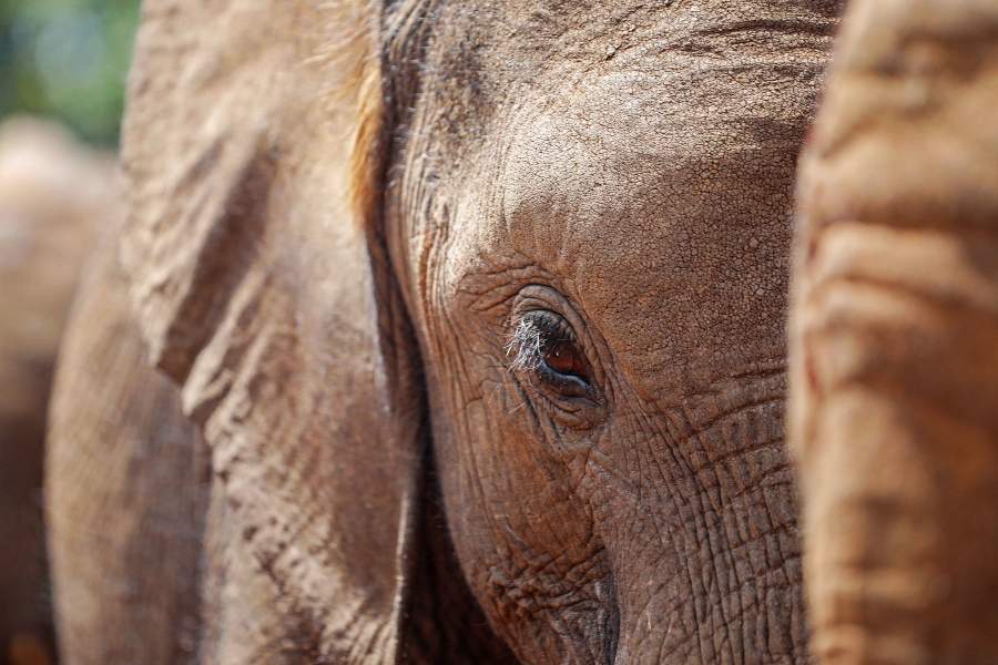Приют для слонов Найроби (Кения)