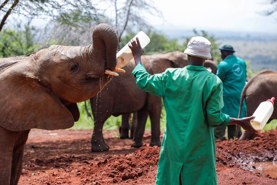 Приют для слонов Найроби (Кения)
