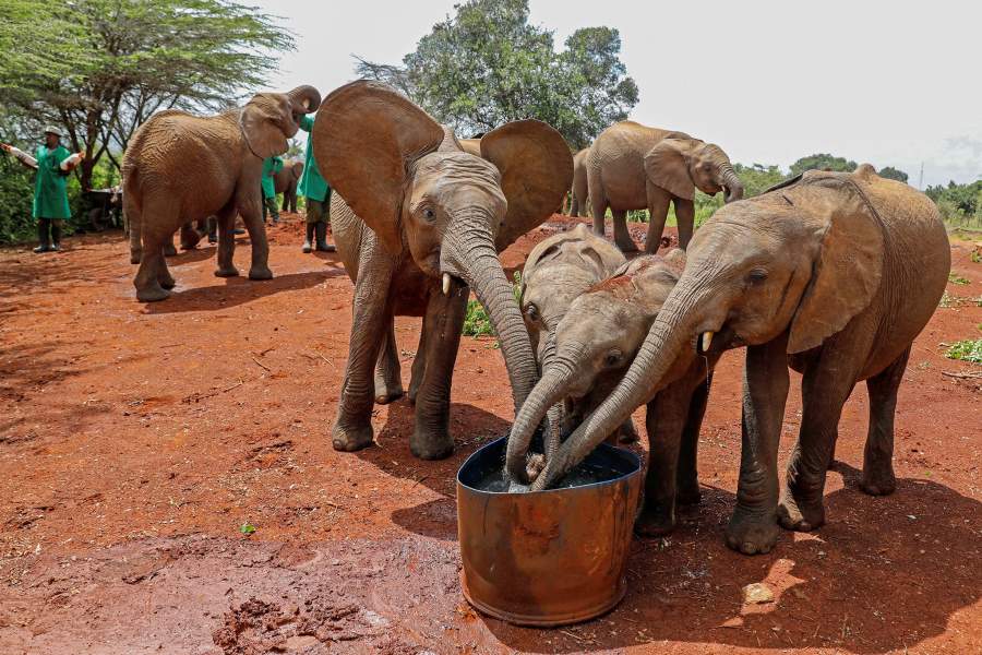 Приют для слонов Найроби (Кения)