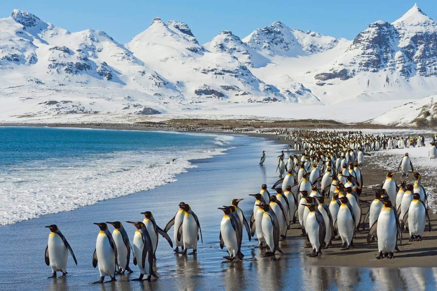 Королевская гавань: зачем пингвины вышли на сушу | Фотогалереи | Известия