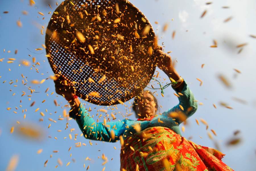 Женщина отделяет зерна риса от чешуи (Непал)