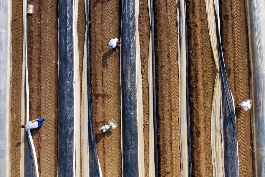 Сезонные рабочие собирают белую спаржу (Германия)