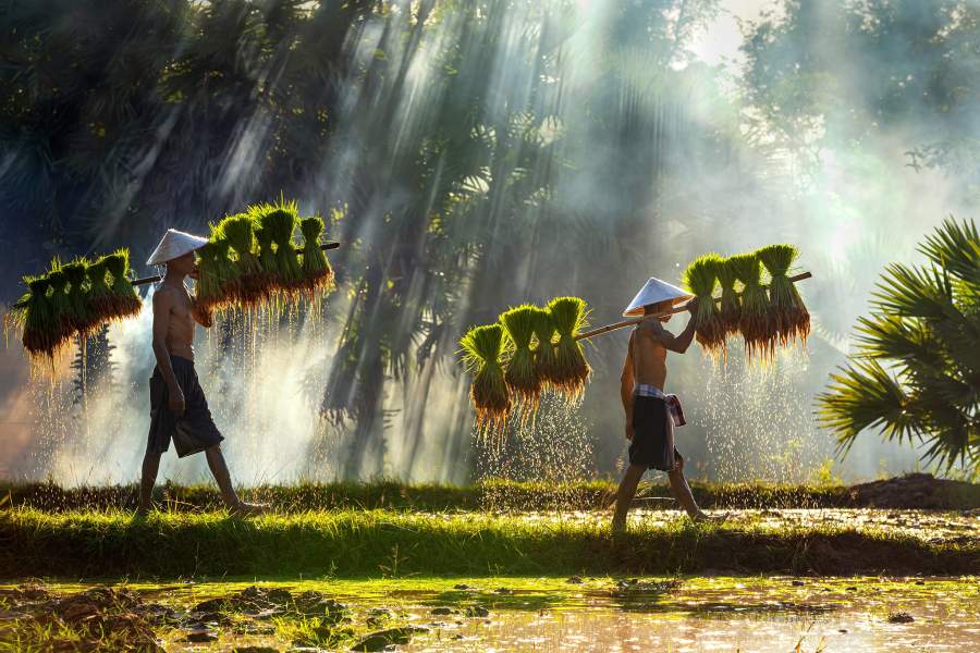 Фермеры сажают рис (Таиланд)