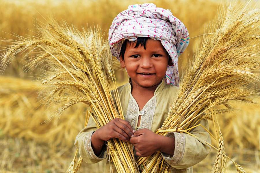 Сбор урожая пшеницы в Пакистане