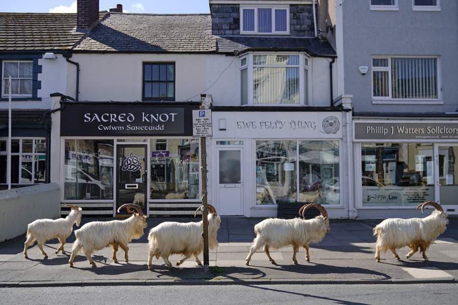 Животные в городах на карантине