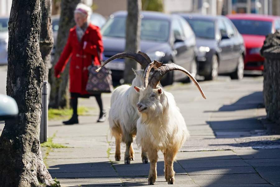 Животные в городах на карантине