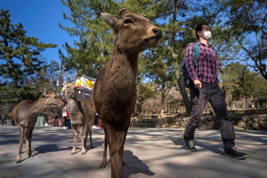 Животные в городах на карантине