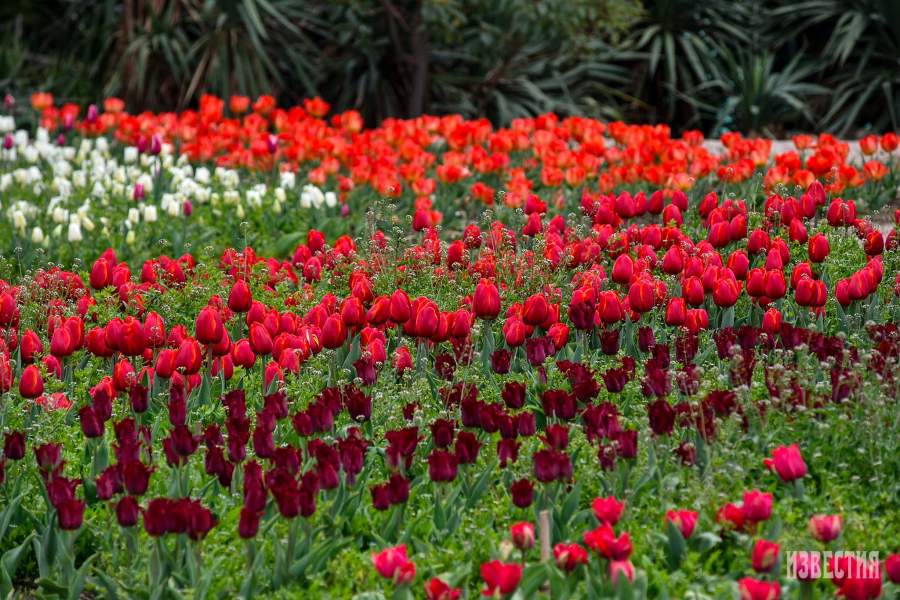 Парад тюльпанов в Никитском ботаническом саду (Ялта)