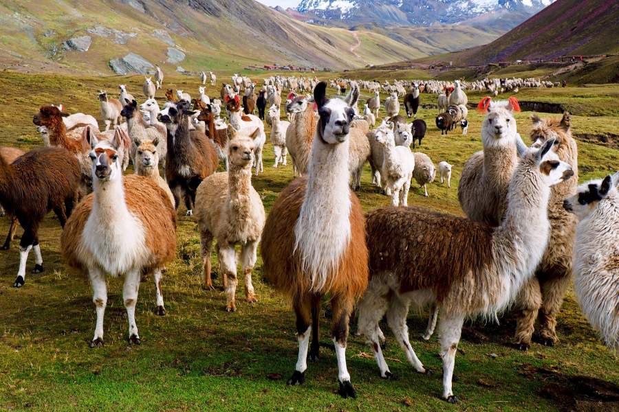 Индейский народ кечуа (Перу)