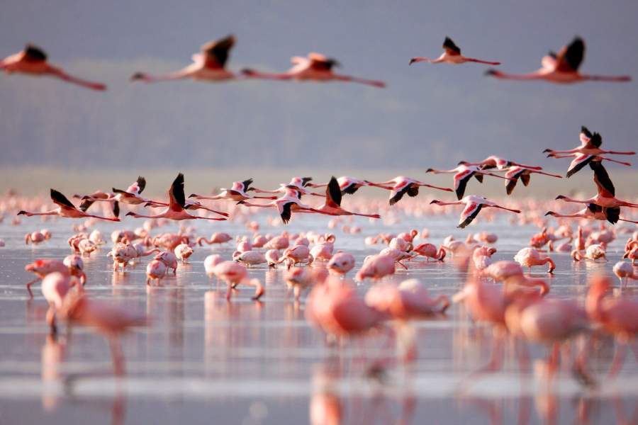 Озеро фламинго Накуру (Кения)