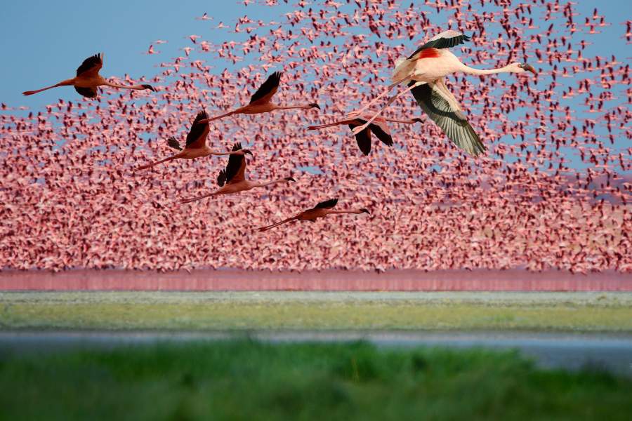 Озеро фламинго Накуру (Кения)