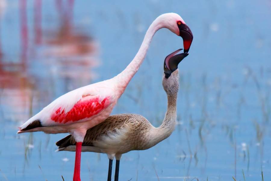 Озеро фламинго Накуру (Кения)