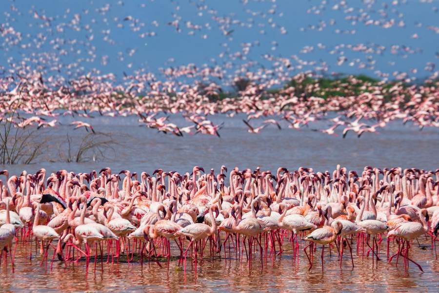 Озеро фламинго Накуру (Кения)