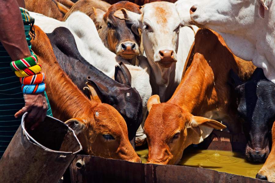 Племя самбуру (Кения)