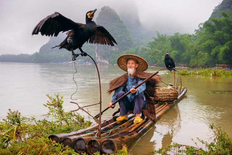 Традиционная рыбалка с бакланами (Китай)