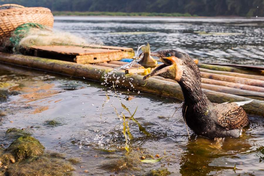 Традиционная рыбалка с бакланами (Китай)