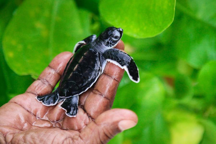Всемирный день черепахи