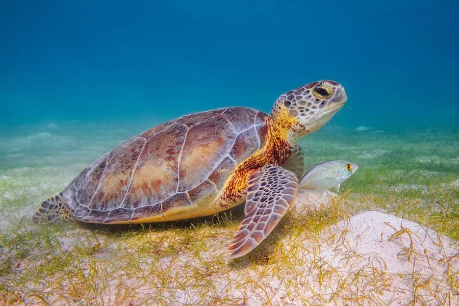 Всемирный день черепахи