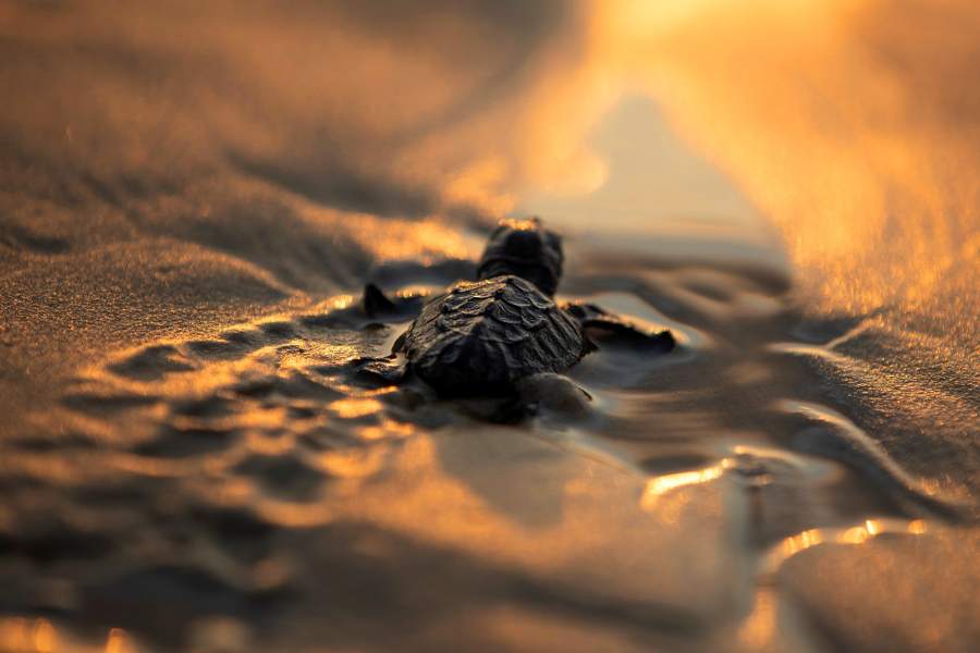 Всемирный день черепахи