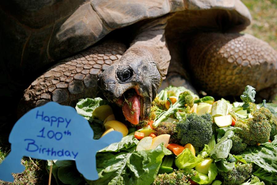 Всемирный день черепахи