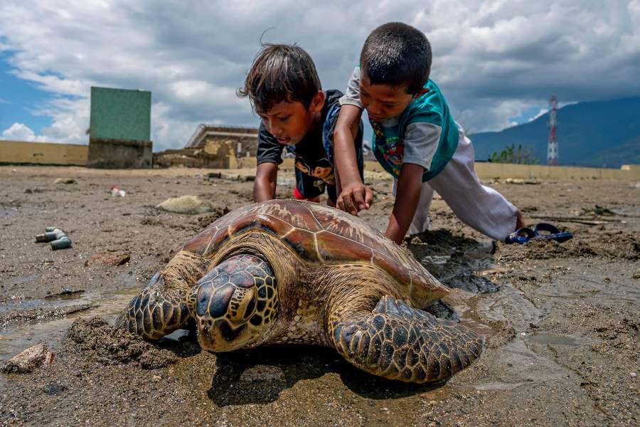 Всемирный день черепахи