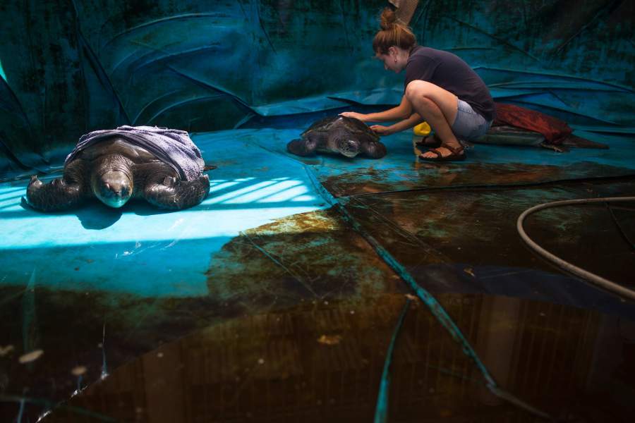 Всемирный день черепахи