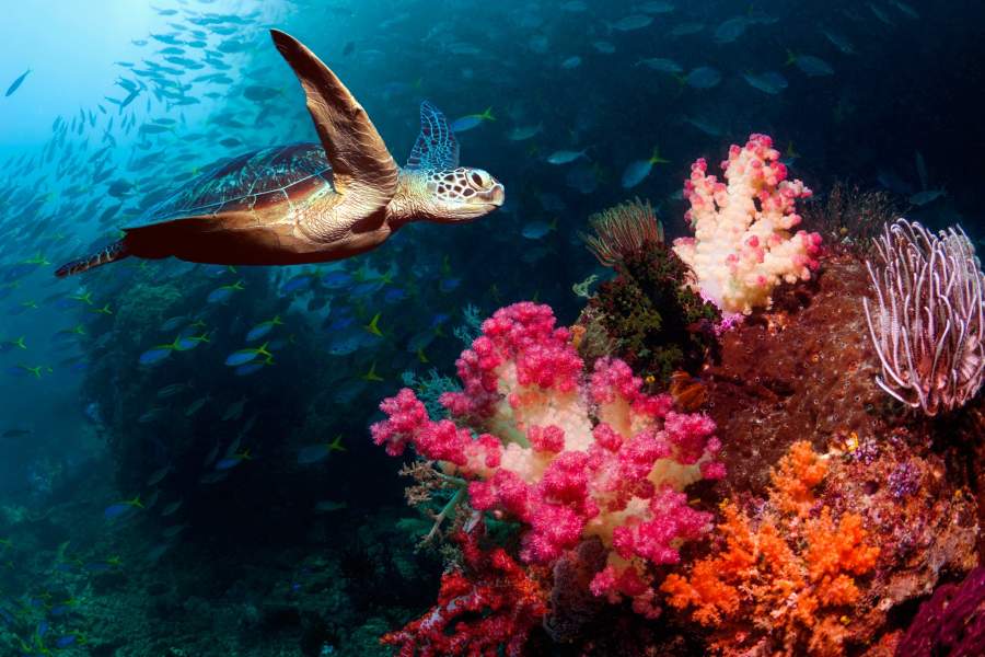 Всемирный день черепахи