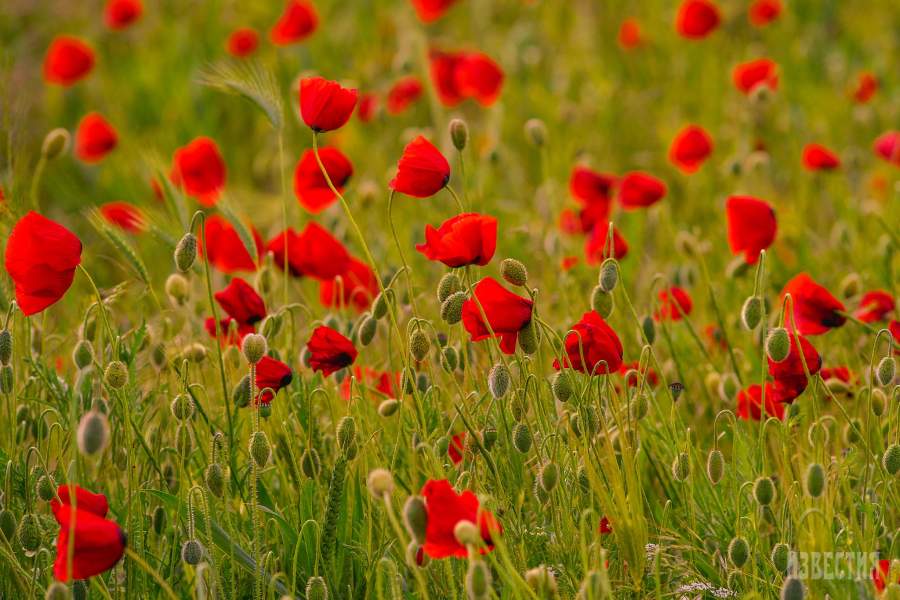Цветение маков в окрестностях села Холмовка в Крыму