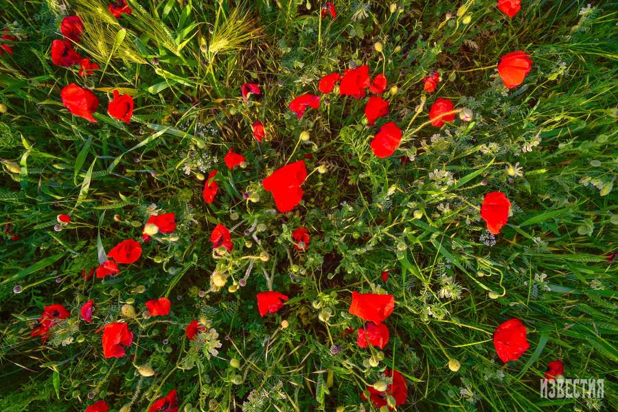 Цветение маков в окрестностях села Холмовка в Крыму