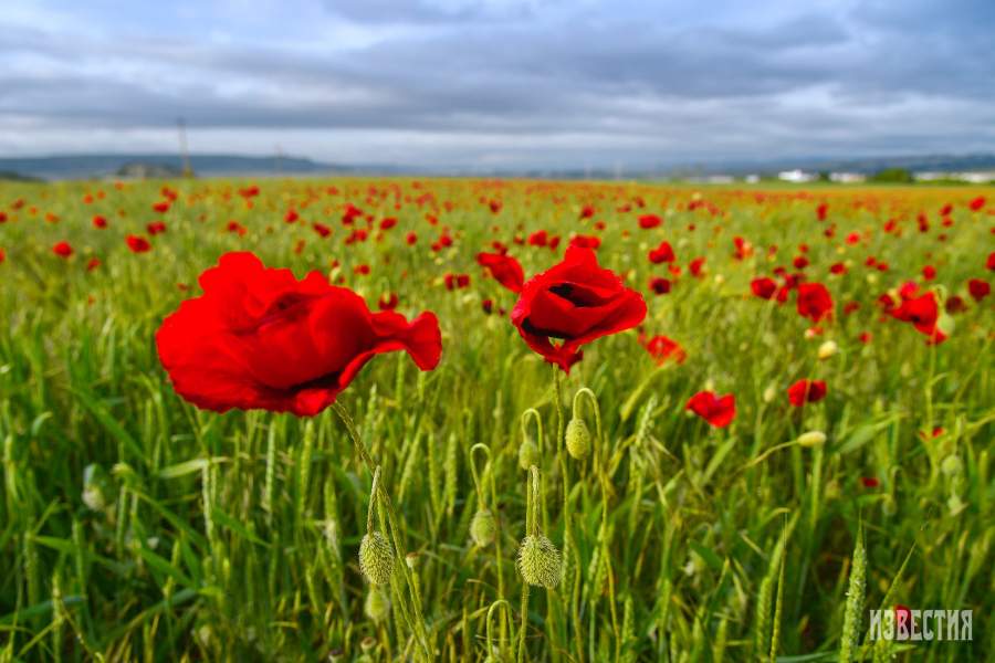 Цветение маков в окрестностях села Холмовка в Крыму