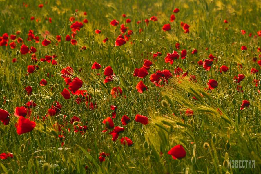 Цветение маков в окрестностях села Холмовка в Крыму