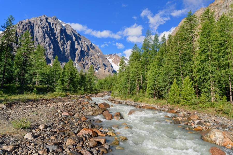 День снежного барса на Алтае
