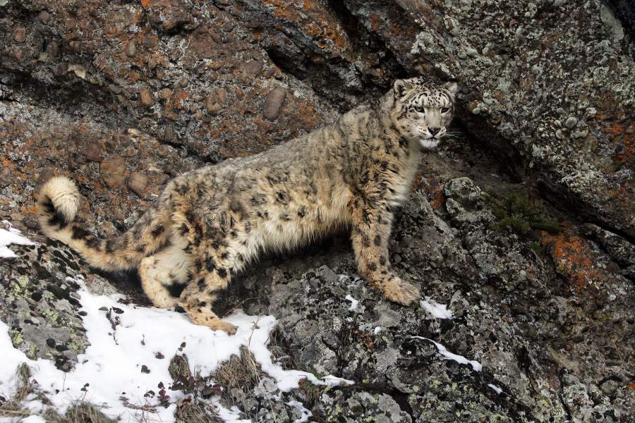 День снежного барса на Алтае