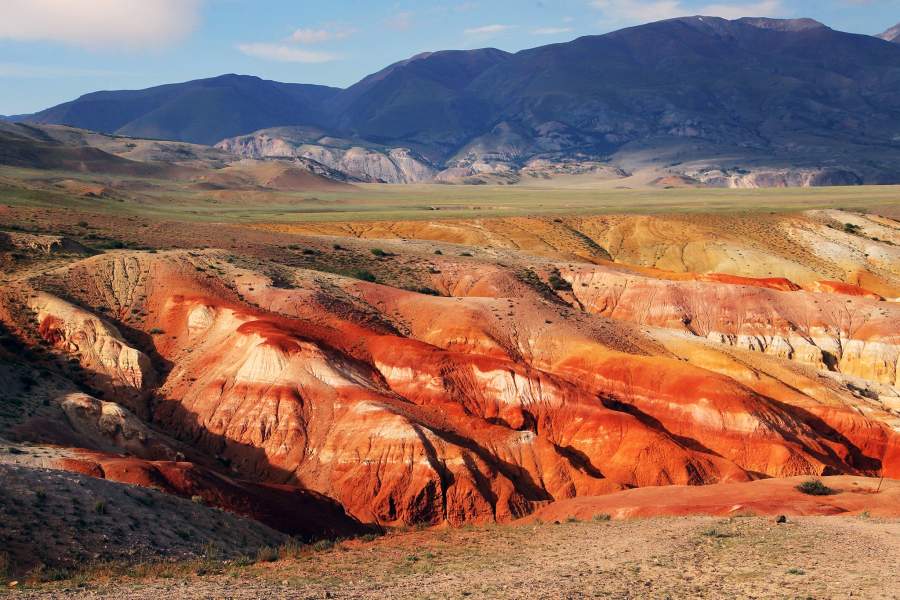 День снежного барса на Алтае