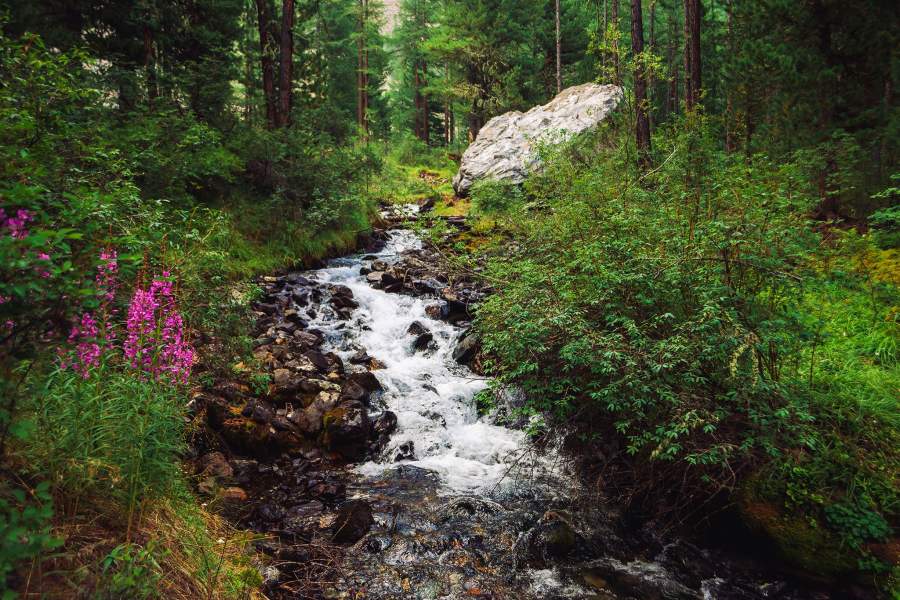 День снежного барса на Алтае