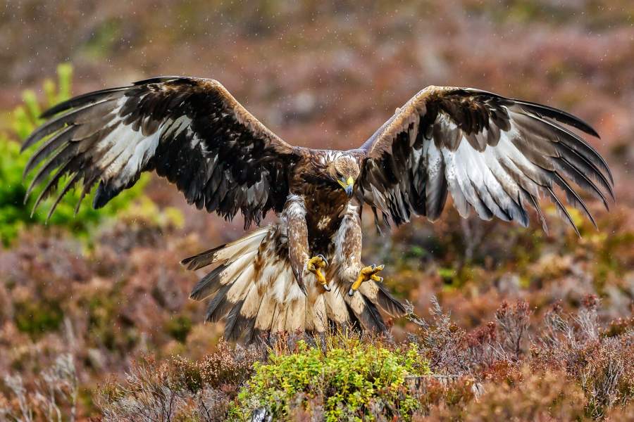 День снежного барса на Алтае