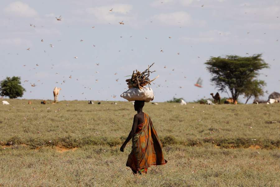 Нашествие саранчи в Африке