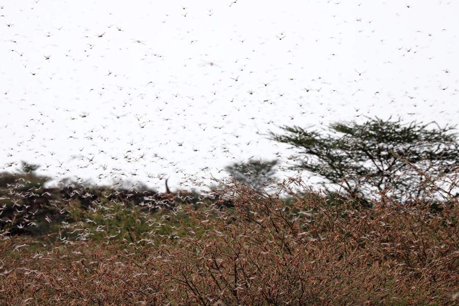 Нашествие саранчи в Африке