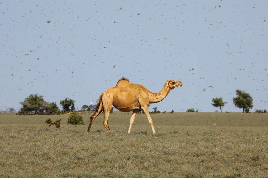 Нашествие саранчи в Африке